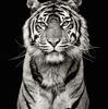 scott_schuler